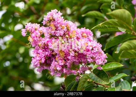 Pinsel von rosa Blumen Crape Myrtle oder Lagerstroemia nähern sich einem verschwommenen Hintergrund Stockfoto