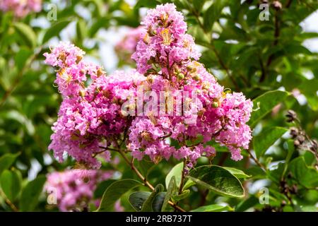 Pinsel von rosa Blumen Crape Myrtle oder Lagerstroemia nähern sich einem verschwommenen Hintergrund Stockfoto
