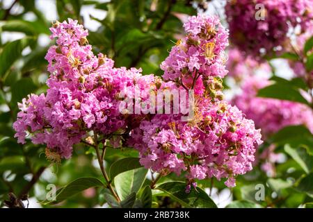 Pinsel von rosa Blumen Crape Myrtle oder Lagerstroemia nähern sich einem verschwommenen Hintergrund Stockfoto