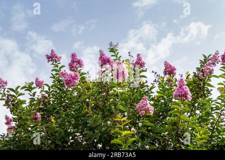 Pinsel von rosa Blumen Crape Myrtle oder Lagerstroemia nähern sich einem verschwommenen Hintergrund Stockfoto