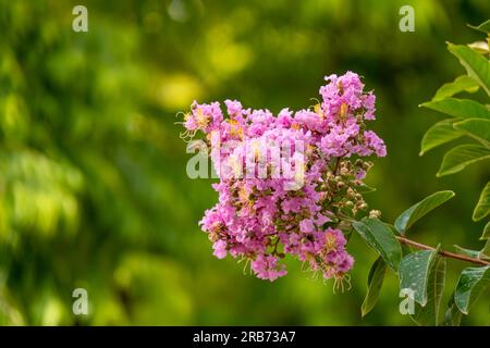 Pinsel von rosa Blumen Crape Myrtle oder Lagerstroemia nähern sich einem verschwommenen Hintergrund Stockfoto