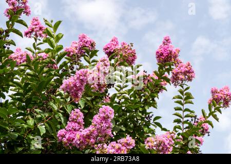 Pinsel von rosa Blumen Crape Myrtle oder Lagerstroemia nähern sich einem verschwommenen Hintergrund Stockfoto