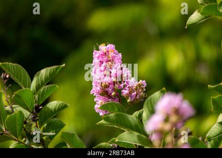 Pinsel von rosa Blumen Crape Myrtle oder Lagerstroemia nähern sich einem verschwommenen Hintergrund Stockfoto