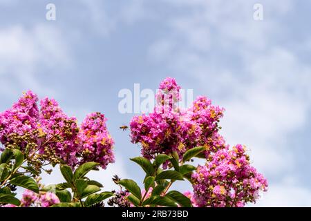 Pinsel von rosa Blumen Crape Myrtle oder Lagerstroemia nähern sich einem verschwommenen Hintergrund Stockfoto