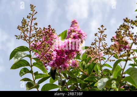 Pinsel von rosa Blumen Crape Myrtle oder Lagerstroemia nähern sich einem verschwommenen Hintergrund Stockfoto