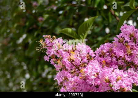 Pinsel von rosa Blumen Crape Myrtle oder Lagerstroemia nähern sich einem verschwommenen Hintergrund Stockfoto