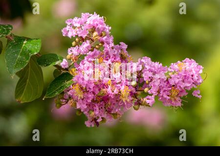 Pinsel von rosa Blumen Crape Myrtle oder Lagerstroemia nähern sich einem verschwommenen Hintergrund Stockfoto