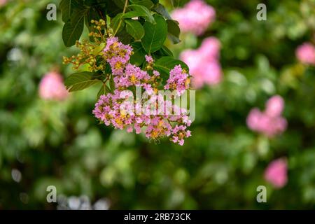Pinsel von rosa Blumen Crape Myrtle oder Lagerstroemia nähern sich einem verschwommenen Hintergrund Stockfoto