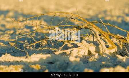 Trockener Ast auf Salzflachfeld in Carrizo Plain. Stockfoto