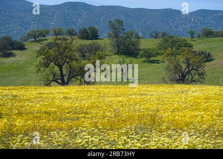 Frühlingsgelbblütenfeld in Kalifornien. Stockfoto