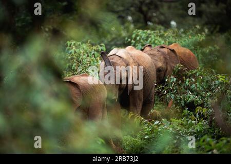 Der Sheldrick Wildlife Trust betreibt in Kenia ein Rettungs- und Rehabilitationsprogramm für verwaiste Elefanten. Sie wurde 1977 von Dame Daphne Sheldr gegründet Stockfoto