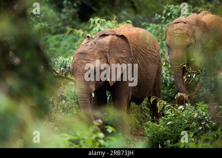 Der Sheldrick Wildlife Trust betreibt in Kenia ein Rettungs- und Rehabilitationsprogramm für verwaiste Elefanten. Sie wurde 1977 von Dame Daphne Sheldr gegründet Stockfoto