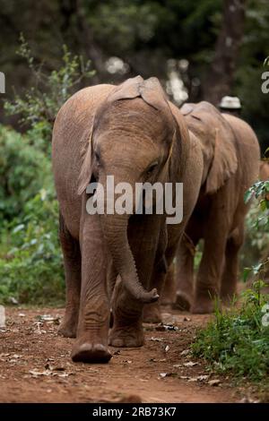 Der Sheldrick Wildlife Trust betreibt in Kenia ein Rettungs- und Rehabilitationsprogramm für verwaiste Elefanten. Sie wurde 1977 von Dame Daphne Sheldr gegründet Stockfoto