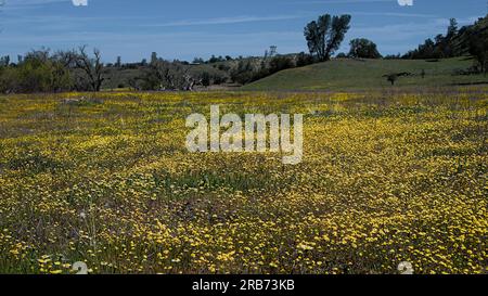 Frühlingsgelbblütenfeld in Kalifornien. Stockfoto