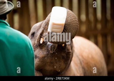 Der Sheldrick Wildlife Trust betreibt in Kenia ein Rettungs- und Rehabilitationsprogramm für verwaiste Elefanten. Sie wurde 1977 von Dame Daphne Sheldr gegründet Stockfoto