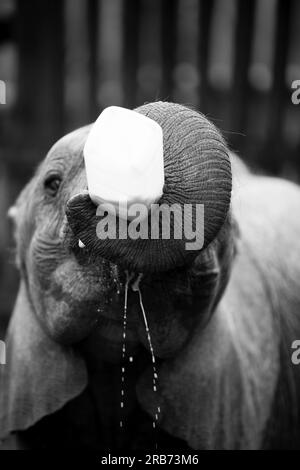 Der Sheldrick Wildlife Trust betreibt in Kenia ein Rettungs- und Rehabilitationsprogramm für verwaiste Elefanten. Sie wurde 1977 von Dame Daphne Sheldr gegründet Stockfoto