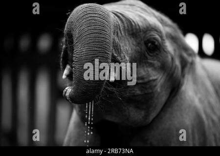 Der Sheldrick Wildlife Trust betreibt in Kenia ein Rettungs- und Rehabilitationsprogramm für verwaiste Elefanten. Sie wurde 1977 von Dame Daphne Sheldr gegründet Stockfoto