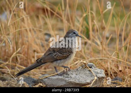 Eine Zebrataube, hoch oben auf einem kleinen Felsen auf trockenem Grasland. Java, Indonesien. Stockfoto