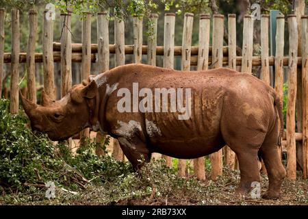 Der Sheldrick Wildlife Trust betreibt in Kenia ein Rettungs- und Rehabilitationsprogramm für verwaiste Elefanten. Sie wurde 1977 von Dame Daphne Sheldr gegründet Stockfoto