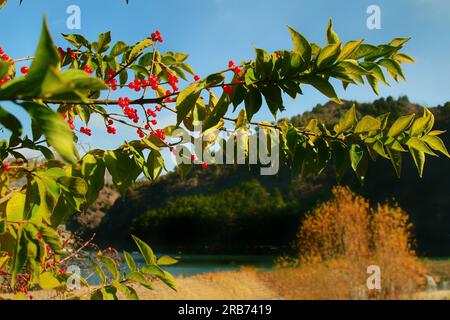 Erleben Sie den ruhigen Reiz der vielfältigen Blumen, Pflanzen und eines ruhigen Sees in einem malerischen chinesischen Garten, der im warmen Sonnenschein im Freien liegt Stockfoto