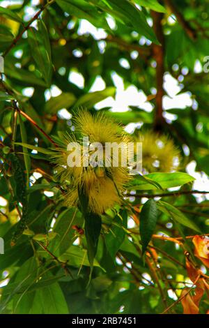 Erleben Sie den ruhigen Reiz der vielfältigen Blumen, Pflanzen und eines ruhigen Sees in einem malerischen chinesischen Garten, der im warmen Sonnenschein im Freien liegt Stockfoto