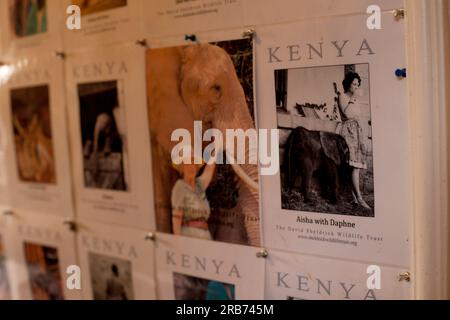 Der Sheldrick Wildlife Trust betreibt in Kenia ein Rettungs- und Rehabilitationsprogramm für verwaiste Elefanten. Sie wurde 1977 von Dame Daphne Sheldr gegründet Stockfoto