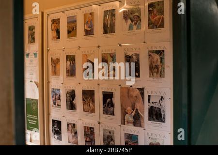 Der Sheldrick Wildlife Trust betreibt in Kenia ein Rettungs- und Rehabilitationsprogramm für verwaiste Elefanten. Sie wurde 1977 von Dame Daphne Sheldr gegründet Stockfoto