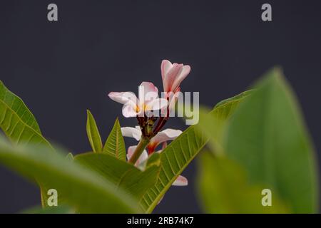 Feine Frangipani- oder Plumeria-Blüten haben einen verschwommenen Hintergrund Stockfoto