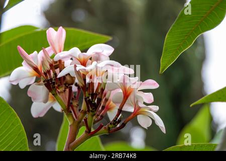 Feine Frangipani- oder Plumeria-Blüten haben einen verschwommenen Hintergrund Stockfoto