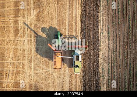 Varna, Bulgarien - 05. Juli 2023 Pflügen eines Feldes mit dem Traktor John Deere 6930. Befüllen des Staplers mit Weizensamen. Stockfoto