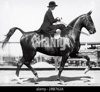 Stockton, Kalifornien: ca. 1910. Eine Frau, die auf einem Seitenadtel reitet und Reitübungen vorführt. Stockfoto