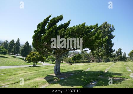 Culver City, Kalifornien, USA 6. Juli 2023 Baum auf dem Holy Cross Cemetery am 6. Juli 2023 in Culver City, Kalifornien, USA. Foto: Barry King/Alamy Stock Photo Stockfoto