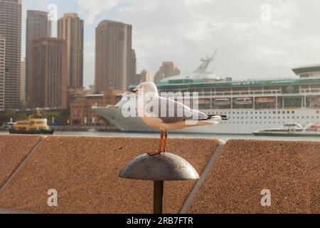 Porträt einer Möwe im Hafen von Sydney mit Kreuzfahrtschiff, das tagsüber im März 2015 fotografiert wurde Stockfoto