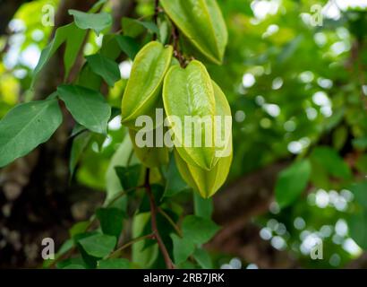 Frische grüne rohe Sternfrüchte (Averrhoa carambola), die an seinem Baum hängen Stockfoto