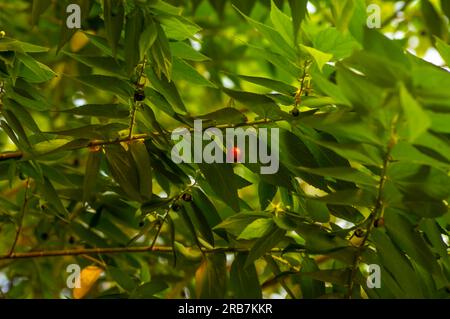 Reife und rote Kersen, Talok, Kirsche, Jamaikanische Kirsche, Muntingia-Calabura-Früchte, Zwischen den grünen Blättern Stockfoto