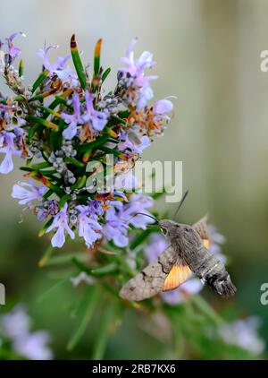 Eine Hawk Moth (Kolibri) schwebt über einer Fliederblume und trinkt Nektar mit seinen Proboscis Stockfoto