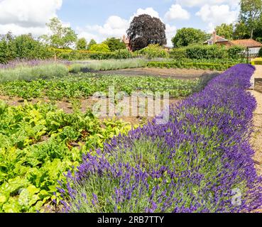 Ummauerter Küchengarten Redisham Hall Gardens and Plant Nursery, Redisham, Suffolk, England, Großbritannien Stockfoto