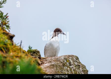 Ein Guillemot (Uria Aalge), der auf Klippen in North Haven auf Skomer steht, eine Insel in Pembrokeshire in der Nähe von Marloes, West Wales, die für ihre Tierwelt bekannt ist Stockfoto