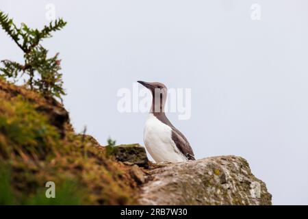 Ein Guillemot (Uria Aalge), der auf Klippen in North Haven auf Skomer steht, eine Insel in Pembrokeshire in der Nähe von Marloes, West Wales, die für ihre Tierwelt bekannt ist Stockfoto