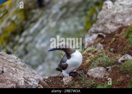 Ein Guillemot (Uria Aalge), der auf Klippen in North Haven auf Skomer steht, eine Insel in Pembrokeshire in der Nähe von Marloes, West Wales, die für ihre Tierwelt bekannt ist Stockfoto