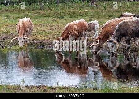 Das alte englische Longhorn-Vieh trinkt Wasser aus einem Teich, Hampshire, England, Großbritannien. Diese Kühe weiden ein Naturschutzgebiet. Stockfoto