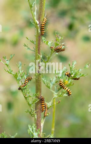 Zimtmottenkaterpillen (Tyria jacobaeae), schwarz-gelb gestreifte Larven auf gewöhnlichem Ragwurz (Senecio jacobaea) im Juli oder Sommer, England, Vereinigtes Königreich Stockfoto