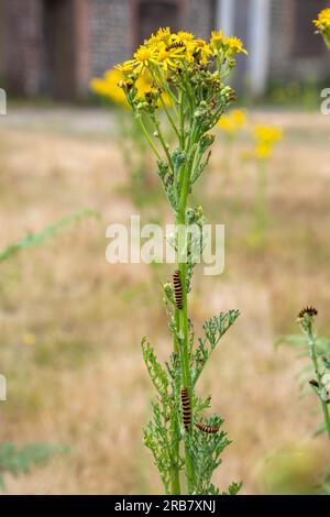 Zimtmottenkaterpillen (Tyria jacobaeae), schwarz-gelb gestreifte Larven auf gewöhnlichem Ragwurz (Senecio jacobaea) im Juli oder Sommer, England, Vereinigtes Königreich Stockfoto