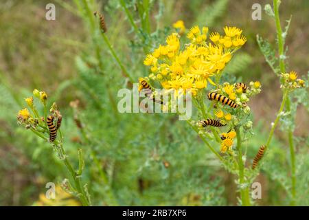 Zimtmottenkaterpillen (Tyria jacobaeae), schwarz-gelb gestreifte Larven auf gewöhnlichem Ragwurz (Senecio jacobaea) im Juli oder Sommer, England, Vereinigtes Königreich Stockfoto