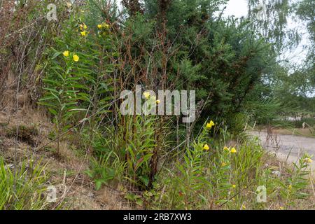 In Hampshire, England, Großbritannien, wachsen gewöhnliche Pflanzen mit Nachtschwärzblüten oder Wildblumen (Oenothera biennis) auf einem Abfallgelände Stockfoto