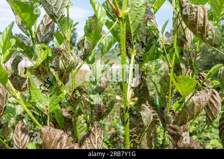 Skeletonisierte beschädigte Blätter des Erlenbaumes durch Erlenblätterkäfer-Larven (Agelastica alni), England, Großbritannien, im Sommer Stockfoto