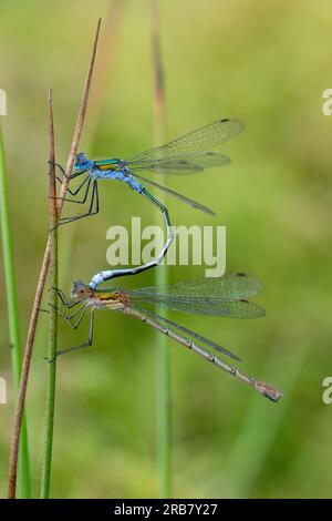 Smaragddamselfliegenpaar (Lestes sponsa), auch bekannt als gewöhnliches Spreadwing. Dammfliegen im Sommer in Hampshire, England, Großbritannien Stockfoto