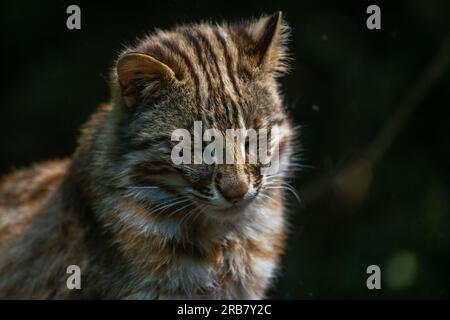 Dieses Foto zeigt einen erwachsenen Leoparden von Amur, der in einem Wildpark lebt. Der Leopard Amur ist eine Leopardenunterart, die in der Region Primorye in Southe heimisch ist Stockfoto