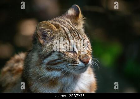 Dieses Foto zeigt einen erwachsenen Leoparden von Amur, der in einem Wildpark lebt. Der Leopard Amur ist eine Leopardenunterart, die in der Region Primorye in Southe heimisch ist Stockfoto