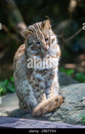 Dieses Foto zeigt einen erwachsenen Leoparden von Amur, der in einem Wildpark lebt. Der Leopard Amur ist eine Leopardenunterart, die in der Region Primorye in Southe heimisch ist Stockfoto